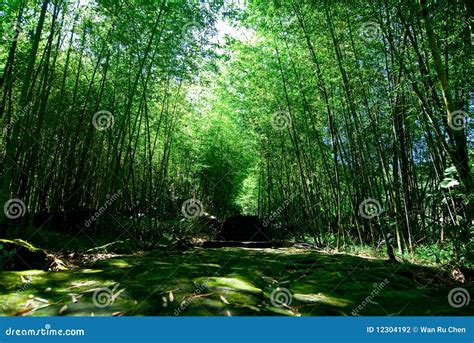 Gezicht op een bamboe-bos van de 13e eeuwse meester An Bingwen: Een kijkje in een serene en mystieke wereld!