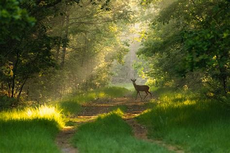 Paviljoen van de Zomerwind: Een Verkenning van Zen-Stilte en Harmonieuze Natuur!