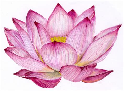 The Lotus - A Study in Color and Composition!